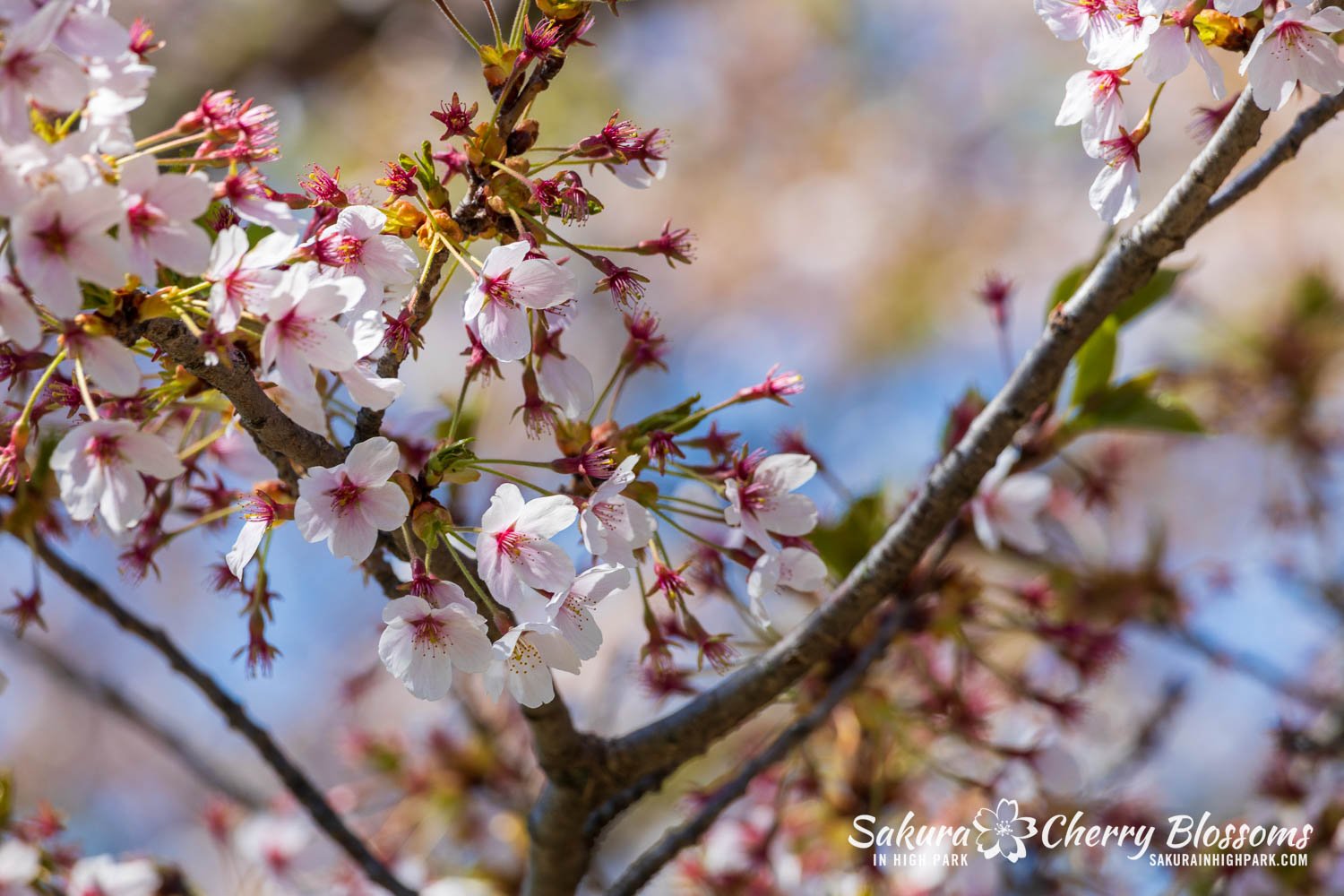 Sakura Watch May 8, 2026 - Some areas in Peak Bloom; other areas